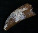 T-Rex Tooth - Excellent Preservation! #5941-6
